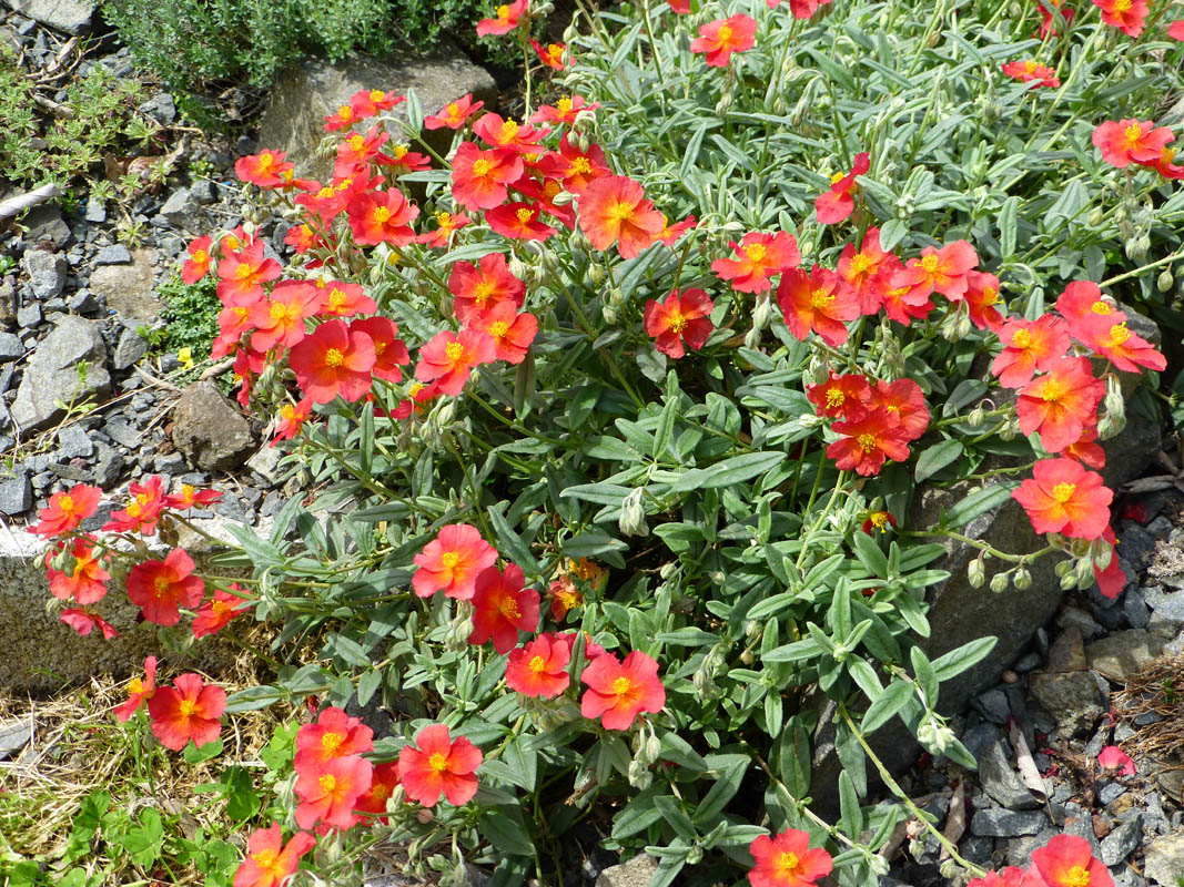 Helianthemum 'Fire Dragon' photo